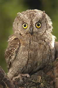 Otus scops 欧亚角鸮 小猫头鹰 栖息在树枝上夜莺动物群羽毛荒野小鸟菜鸟颜色花园猫头鹰猎物图片