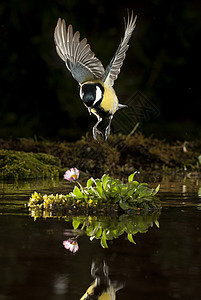 大胸大胸 园鸟 飞翔的和反射的栖息木头山雀翅膀花园野生动物树干栖息地枝条彩旗图片