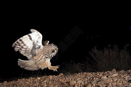 长生猫头鹰Asio OPus夜间狩猎 飞行 飞行猎人植物老鼠夜鸟底面农村野生动物动物眼睛耳朵图片