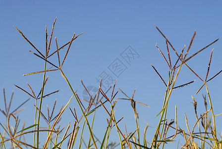 植物环原农场铁丝环境狗牙草收成疫苗魔鬼植被稻田农村图片