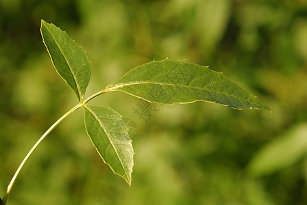 Frasxunus 杰出 过原植物栽培叶子被子野生动物多样性生物树木白蜡化合物森林图片