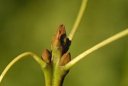 Frasxunus 杰出 过原植物植被行道树过敏林地白蜡多样性落叶生物荒野栽培图片