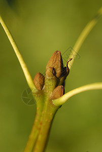 Frasxunus 杰出 过原植物树木多样性植被白蜡叶子栽培被子生物植物群花园图片