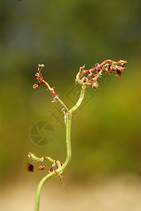 植物等杂草红花码头植被草本植物栖息地疫苗园艺场地花粉图片