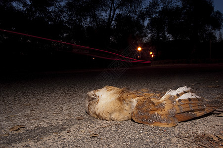猫头鹰在路上被一辆汽车撞中 Tyto Alba捕食者植物鸟类尾巴场地主题动物群哺乳动物荒野动物图片