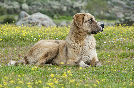 牧草地里羊狗的肖像 种马斯坦獒犬荒野牧羊犬草地犬科公园活力猎犬友谊哺乳动物图片