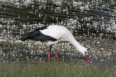 泉水上的白农村翅膀场景羽毛移民鸟类动物迁移白鹳公园图片