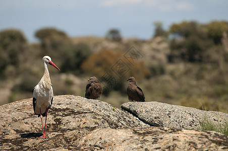 在岩石上站立的白鹤翅膀水鸟白鹳场景花园移民农村鸟类长腿滨鸟图片