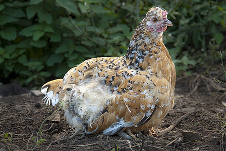 母鸡与母鸡一起保护自己 在她母亲的节日下小鸟小鸡荒野后院家庭家禽动物后代花园公鸡图片