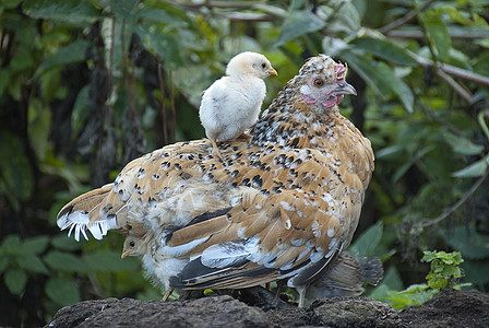 鸡妈妈和鸡宝宝母鸡与母鸡一起保护自己 在她母亲的节日下羽毛农场小鸟婴儿荒野后代动物父母后院家禽背景