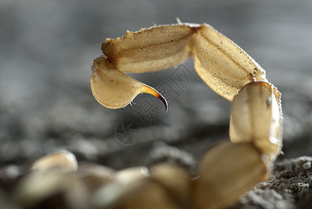 蝎子 黄蝎子 蜇捕食者动物群荒野昆虫尾巴沙漠野生动物生物攻击脊椎动物图片