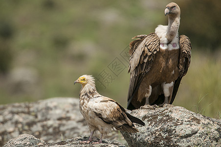 吉普斯 fulvus 埃及 vulture 尼夫龙过膜针岩石国家野生动物团体狮鹫翅膀秃鹰观鸟清道夫环境图片