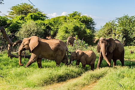 桑布鲁公园稀树草原的牧大象图片