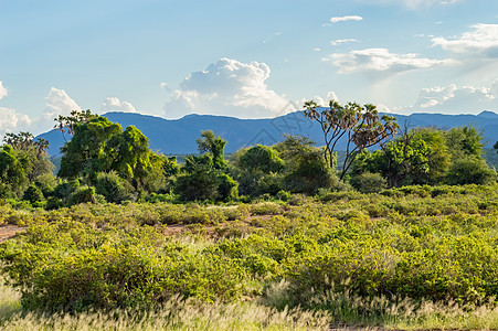 桑布鲁公园小径和大草原的景象公园国家天空环境水平野生动物蓝色绿色风景旅行图片