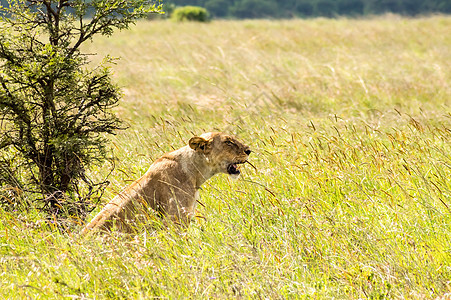 坐在Afri肯尼亚内罗毕公园草原上的狮子座图片