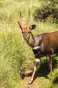 在阿伯达雷公园利用的Guib牛科荒野棕色绿色地球头发羚羊野生动物动物食草图片