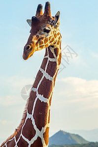 在Samburu公园一棵绿树附近 颈部和长颈鹿头部白色食草野生动物绿色动物脖子棕色哺乳动物荒野图片