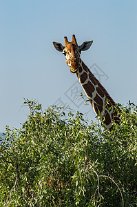 在Samburu公园一棵绿树附近 颈部和长颈鹿头部白色动物荒野食草棕色脖子哺乳动物绿色野生动物图片