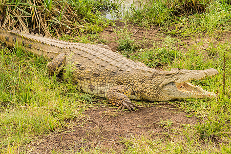 内罗毕公园的鳄鱼嘴张开热带野生动物绿色矮人食肉动物危险皮肤捕食者爬虫图片