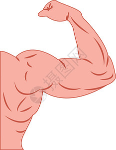 运动员健体建筑师的强力肌肉臂图片