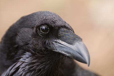 雷文  科沃斯 Corax 眼睛 头和嘴的肖像羽毛移民植物歌鸟野生动物鸟类死亡荒野翅膀航班图片