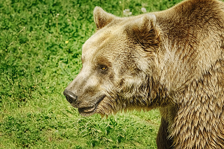 熊的肖像动物群荒野形目真熊昼夜独居散步皮毛棕色哺乳动物图片
