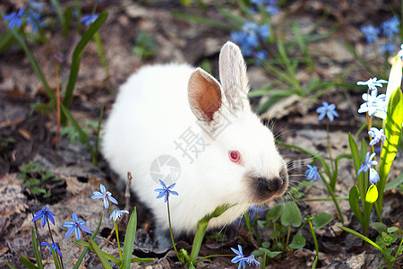 白毛兔子在小动物空地野生动物季节蓝色朋友们晴天婴儿哺乳动物森林图片