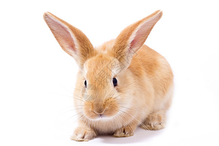 小红毛兔 分离哺乳动物兔子宠物农场新生毛皮耳朵婴儿生物工作室图片