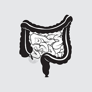 人类消化系统肠胃内肠胃肠道图 剖面胃肠道图图片