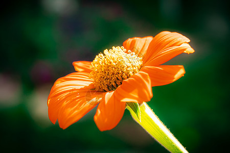 黄花Zinnia狭窄的叶子 大美丽的花瓣美丽黄色植物群花园植物橙子窄叶宏观绿色年度图片