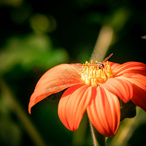 黄花Zinnia狭窄的叶子 大美丽的花瓣宏观植物花园年度黄色美丽植物群绿色橙子窄叶图片