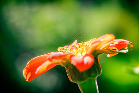 黄花Zinnia狭窄的叶子 大美丽的花瓣植物群年度橙子花园植物窄叶美丽黄色绿色宏观图片