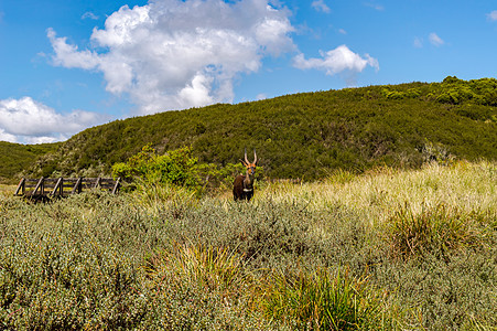 在阿伯达雷公园利用的Guib地球食草哺乳动物羚羊红色野生动物鲇鱼荒野头发动物图片