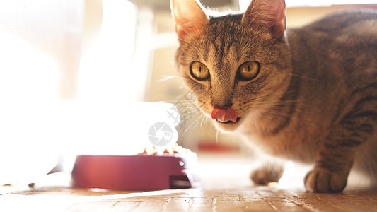 猫吃完饭后舔牙牙 舌头很美味图片