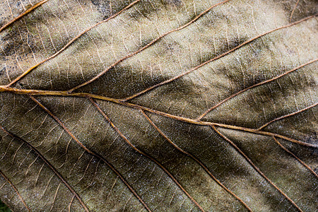 一片树叶秋天 seaso 一片干燥叶子的宏观看法植物群植物黄色季节棕色彩叶花园树叶植物学干叶背景