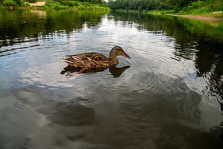 在拉脱维亚河中鸭子游泳反射翅膀公园季节荒野场景鸟类旅行野生动物鸭塘图片