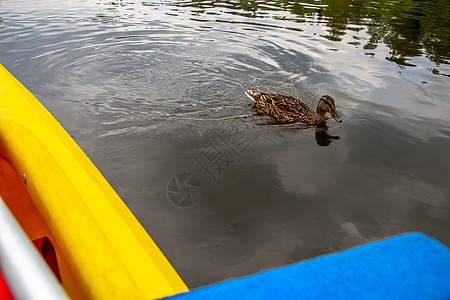 在拉脱维亚河中游泳的鸭子野生动物季节公园蓝色池塘鸟类太阳旅行动物动物群图片