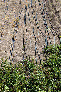 灌溉系统 在耕地使用喷洒灭火器喷雾器软管植物管道土壤下雨场地园艺环境生长图片