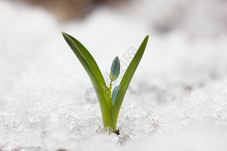 蓝雪滴 春天的第一朵花野花花瓣第一朵花场地花园植物学日光生长宏观草地图片