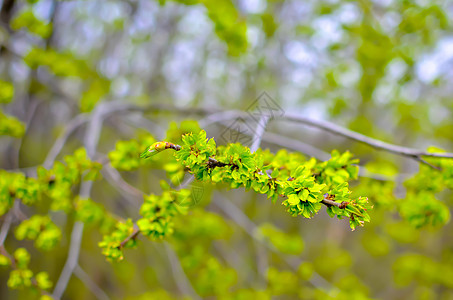春初早午餐的年轻叶子 绿色花园花瓣森林季节植物学植物群环境晴天蓝色阳光枝条图片