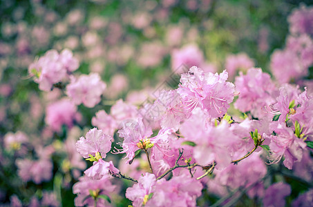 美丽的粉红色或紫色背景模糊花园叶子花束园艺玫瑰植物公园植物群宏观季节图片