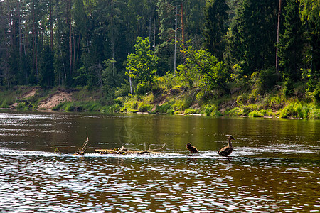 在拉脱维亚河的原木上游泳的鸭子荒野翅膀支撑动物公园羽毛生活季节动物群野生动物图片