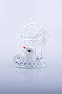 白鸽在笼子里 鸽子被关在笼里销售玩具婚礼白色自由野生动物羽毛黑色宠物监狱图片