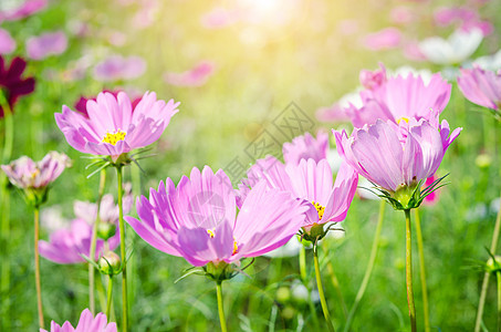 美丽的粉色宇宙花朵田草地花瓣荒野农村花粉植物学场地蓝色农业季节图片