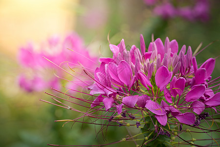 五颜六色的花的背景图片植物群花瓣季节生长植物花束粉色宏观紫色背景图片