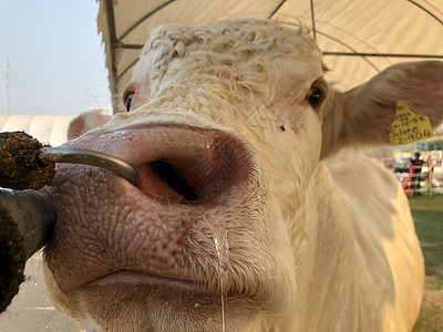 白牛沙罗拉是牛肉的品种国家农场场地哺乳动物配种库存小牛土地农业婴儿图片