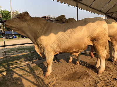 白牛沙罗拉是牛肉的品种场地农田婴儿土地牧场哺乳动物动物农村小牛奶牛图片