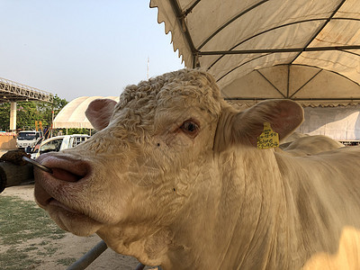 白牛沙罗拉是牛肉的品种农场配种场地犊牛牧场食物奶牛农田国家动物图片