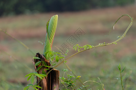 靠近在花园里生长的小香蕉树的附近热带种植园绿色农场树木植物白色气候森林叶子图片