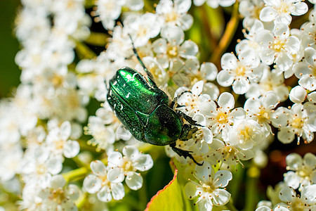 坐在花瓣上的虫子的照片叶子蜜蜂甲虫花粉野生动物植物学昆虫蓝色翅膀植物图片